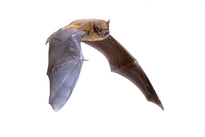 Bat Infestations In Homes: Health Risks And Safe Removal