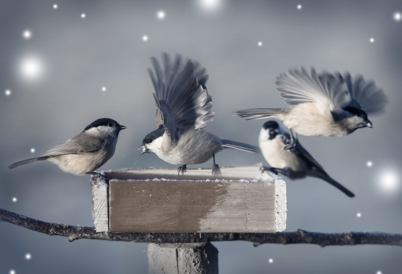 Common Wildlife Problems Homeowners Face