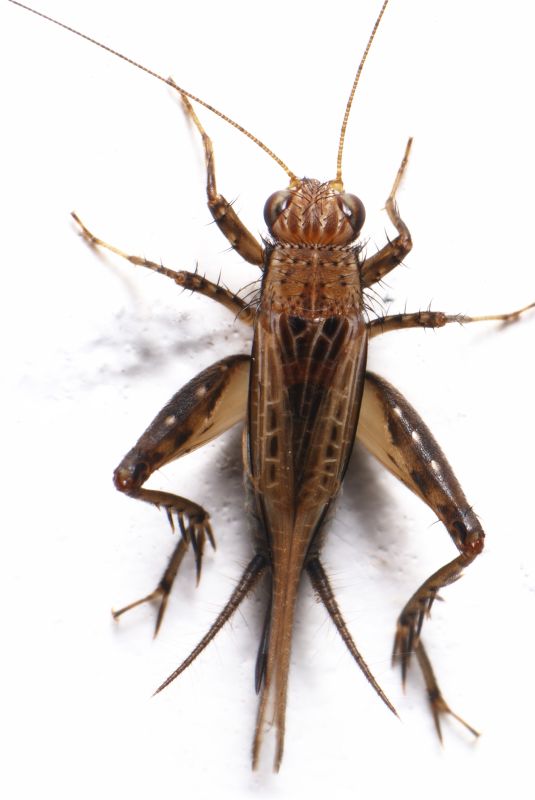 Cricket Control Service in Katy, TX