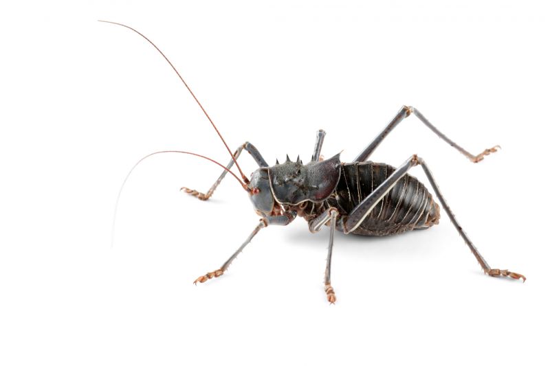Cricket Prevention in Fort Worth, TX