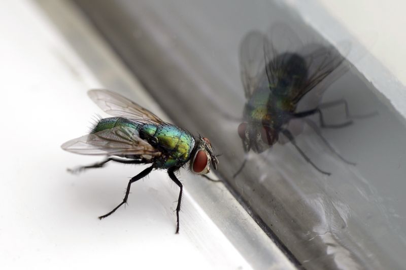 Fruit Fly Extermination in Fort Worth, TX