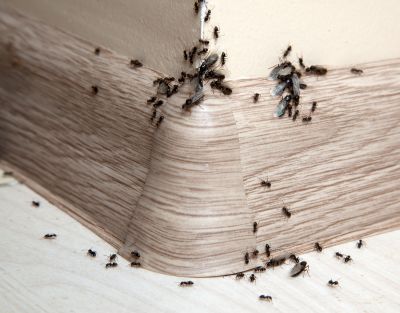 Velvet Ant Extermination in Fort Worth, TX