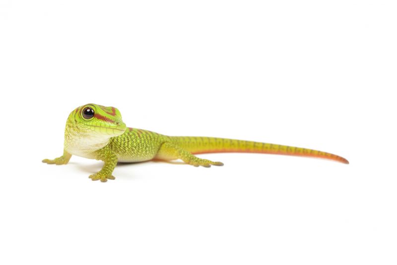 Removes unwanted pests, creating a more comfortable living environment
