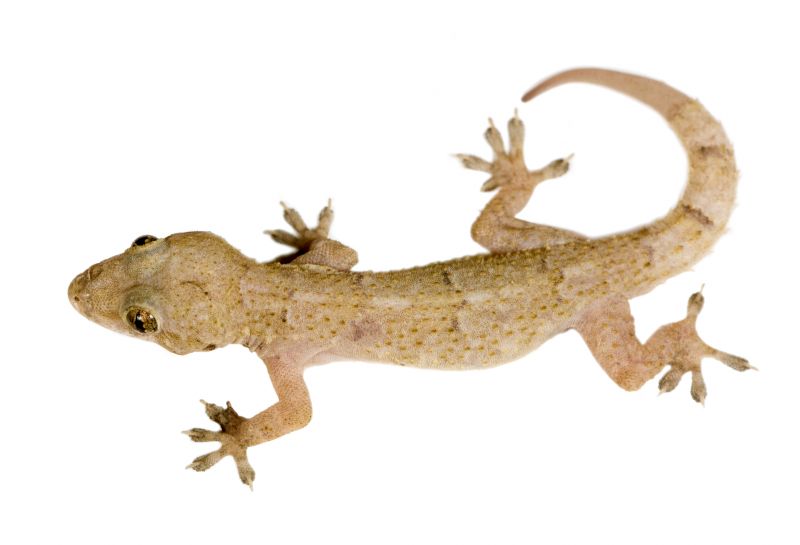 Helps control the insects that attract geckos in the first place