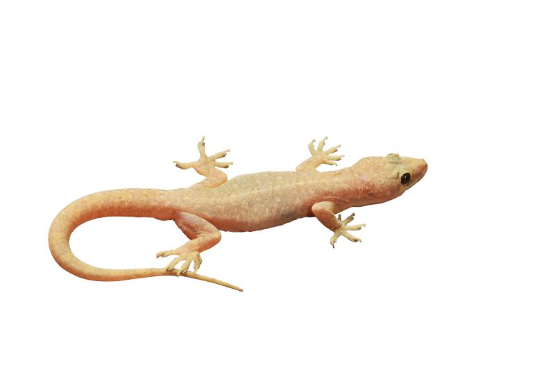 Keeps geckos from leaving droppings