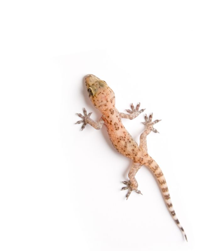 Reduces the risk of geckos multiplying and invading your home